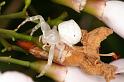 Thomisus_spectabilis_D4103_Z_88_Alexandra hills Brisbane_Australie